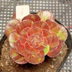 6#観葉植物 アエオニウム錦❤️花月夜錦❤️1頭7cm 拔き苗 - メルカリ