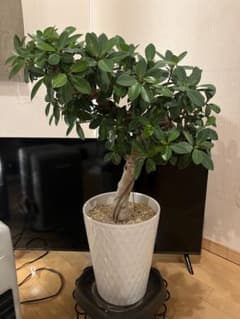 千葉県市原市にて手渡しでのお取引出来る方限定！ ガジュマル 多幸の木