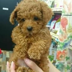 L❤ve様専用ページのサムネイル