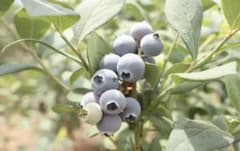 Nero様専用  ブルーベリー  無農薬のサムネイル