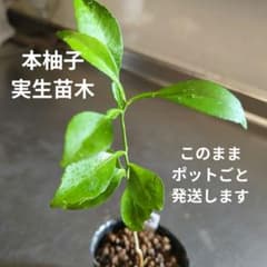 ポット発送】我が家の本柚子実生苗木B - メルカリ