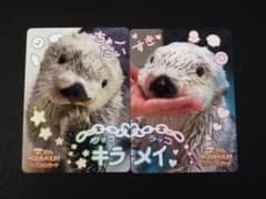 鳥羽水族館 コレクションカード ニコイチカード ラッコ メイ キラ