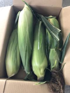 長野県信州原村高原野菜とうもろこし本日二箱限定もうすぐ終了のサムネイル
