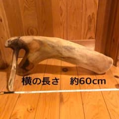 流木横の長さ60センチのサムネイル