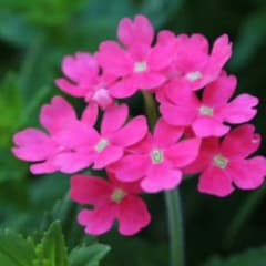 みぃ☆様専用のサムネイル