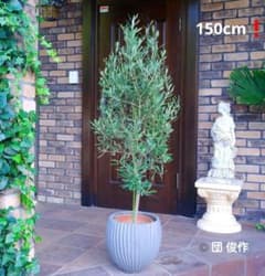 オリーブ シプレッシーノ 150cm❗ 整った樹形 綺麗な葉色 このまま