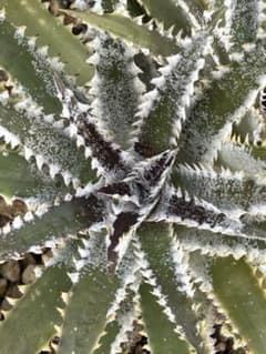 DBディッキア Dyckia Bill Baker hyb #216 ⑵ - メルカリ