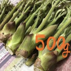 タラの芽【野生】500g 4月8日収穫 42のサムネイル