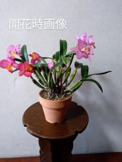 ミニカトレアトワライト夢夢のサムネイル