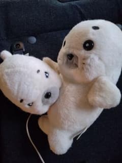 [가격 협상 가능] 소년 아시베 참깨 봉제 인형 세트 정크 타카라