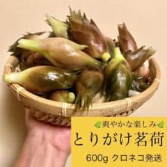 ⭐️限定1箱⭐️採りがけミョウガ 約600gのサムネイル