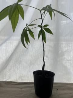 パキラ 観葉植物 曲がり　実生苗③のサムネイル