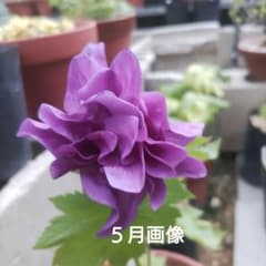 山野草 濃色八重咲き シラネアオイ 種付 - メルカリ