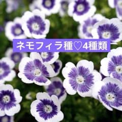 ❤︎【花の種】❤︎ネモフィラ種・4種類❤︎のサムネイル
