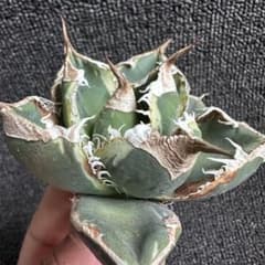 2144アガベ SAD 南アフリカダイヤモンド錦 覆輪斑 永久斑 強白棘