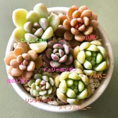 多肉植物♡小苗10種類抜き苗♡メイプルハニー リンダリンダ アモーレパーティー他 多肉植物♡チェリーボンボン リンダリンダ メイプルハニー 他