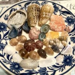 天然貝殻 詰め合わせのサムネイル