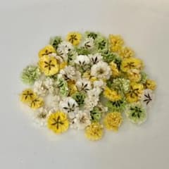 ③かすみ草ドライフラワー60粒 お気持ちのサムネイル