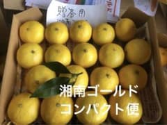 贈答用 湘南ゴールドコンパクト便 ② - メルカリ