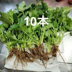 三つ葉苗 10本のサムネイル
