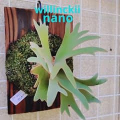 ③ビカクシダ willinckii dwarf nano spore - メルカリ
