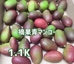 摘果青マンゴー1.1キロ（25g〜40g）コンパクトBOX - メルカリ