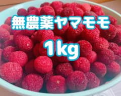 【無農薬・無肥料のヤマモモベリー】約１kg 楊梅果実のサムネイル