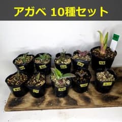 アガベ 10種セット アソートセット 実生 子株 10品種 10株 AS44 - メルカリ