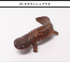 Nature of Japan 日本のいきもの vol.1 オオサンショウウオのサムネイル