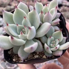 149.植物＊ロメオ×ざわわ【根付き苗】おらいさん苗 - メルカリ