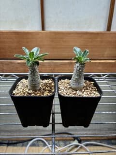 Pachypodium Tackyi パキポディウム タッキー　子株　2鉢のサムネイル