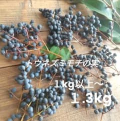 #8完熟フレッシュトウネズミモチの実　小枝付き 無農薬栽培 トウネズミモチの実 枝付1kg以上〜 スワッグ リース 無農薬 1/27剪定