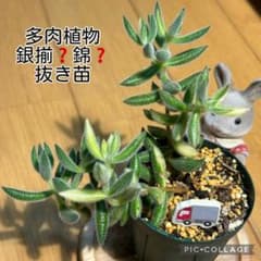 多肉植物 銀揃❓錦❓ 抜き苗 根付き トラック - メルカリ
