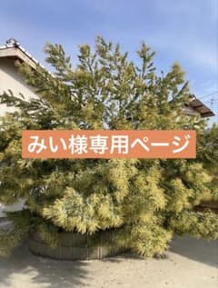 希少！フレッシュ！パールアカシア（おまけもあり）のサムネイル