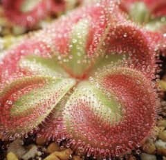 Drosera squamosa seed grown 中株1つ　食虫植物のサムネイル