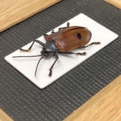 巨大な美しいテイオウハムシ【標本】 巨大な南米のテイオウハムシ【標本】 - メルカリ