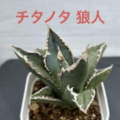 アガベ チタノタ 狼人 極上美株 抜き苗④ - メルカリ