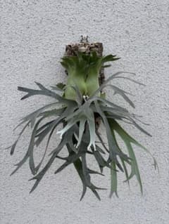 P. willinckii 'Izanagi' 伊弉諾のサムネイル