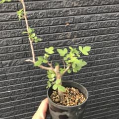 ブルセラ　ファガロイデス　Bursera fagaroides　灌木コーデックスのサムネイル