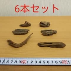 マングローブ系ミニ流木6本②　　　　　　アクアリウム3点同時購入800円引き‼️のサムネイル