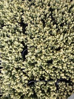 多肉植物　セダム　アクレ　3号　24ふぽっトのサムネイル