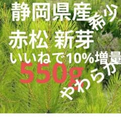 静岡県産天然 松葉赤松新芽 緑のみ2Kg小苗2本 セット品、即購入可 静岡県産赤松 新芽 松葉枝付き550g以上 正味＠即購入可能 - メルカリ
