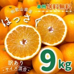 나는 있어 와카야마현산 홍하사쿠 9kg 사이즈 혼합 야스이 귤 7