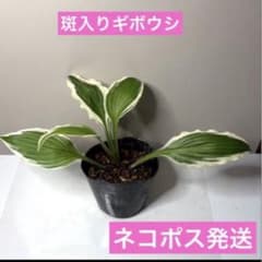 斑入りギボウシ ホスタ 苗 ネコポス発送 15 - メルカリ