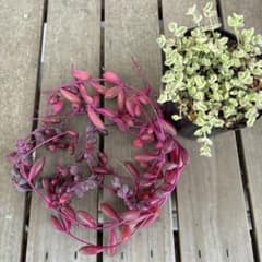 多肉植物 ルビーネックレスとリトルミッシー カット苗セット - メルカリ