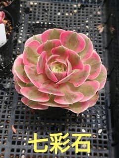 ☆多肉植物☆七彩石・アエオニウム☆ - メルカリ