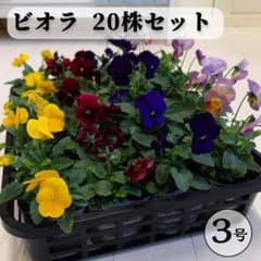 セットA ビオラ２０株セット寄せ植えやガーデニングにおすすめのサムネイル