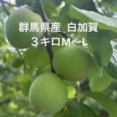 白加賀 青梅 3キロ 梅酒 梅ジュース カリカリ梅　今日収穫　M Lサイズのサムネイル