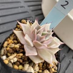 No.2 多肉植物 抜き苗 紫久遠 優木園札無し - メルカリ