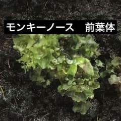 ビカクシダ　モンキーノース　前葉体のサムネイル
